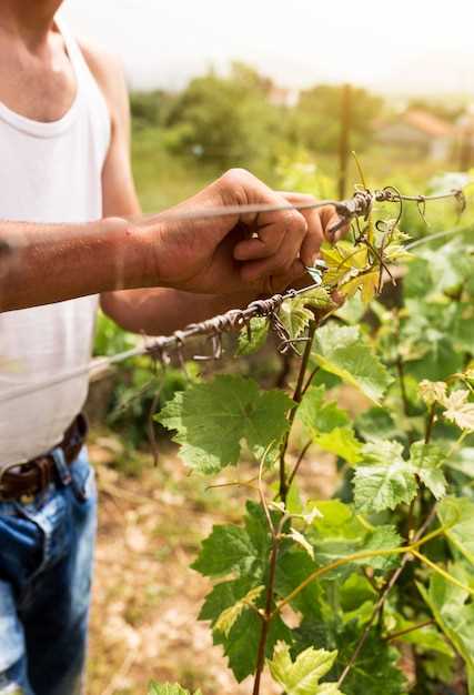 Los Destinos Imperdibles para Saborear el Vino en Argentina